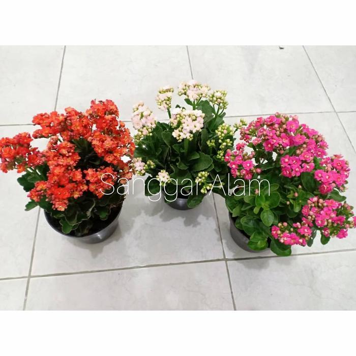 "New" Paket Hemat Tanaman 3 Cocor bebek+pot