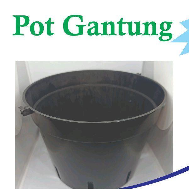 Pot Gantung 18 cm Bunga Anggrek Catleya Bulan Dendro Vanda Cattleya