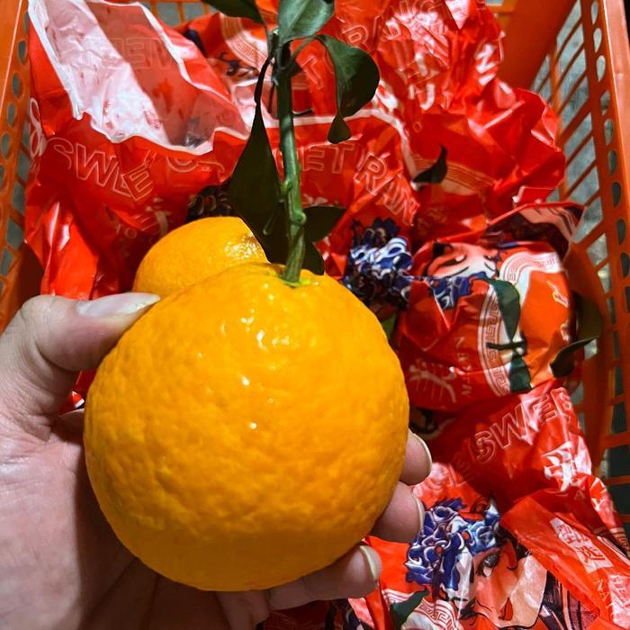 Jeruk Papagan Dekopon [PREMIUM MANIS] [IMLEK] [SINCYA] [SEEDLESS]