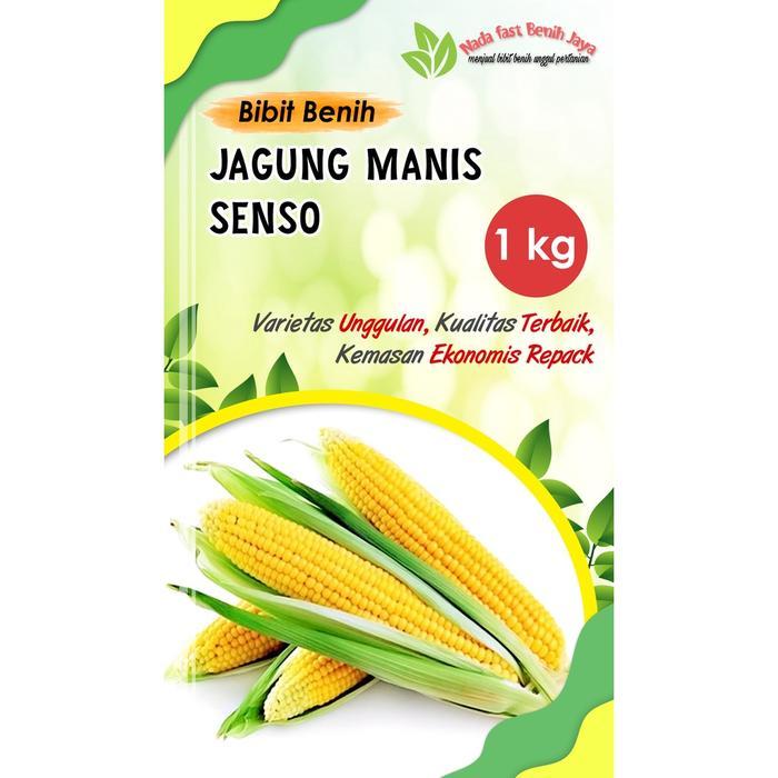 1 KG BENIH JAGUNG MANIS SENSO / BIBIT JAGUNG MANIS TANAMAN