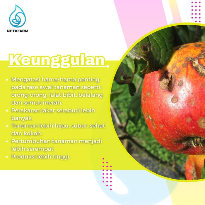 PESTISIDA INSEKTISIDA FIPRONIL BASF REGENT RED 50 SC - 50ML