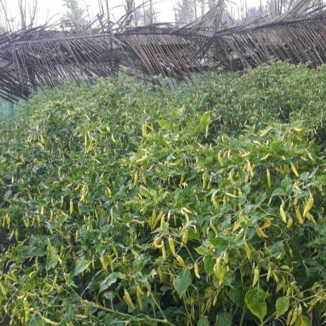 Serasiinspace Benih Cabe Rawit Anjasmara 200 Biji Cap Bunga Matahari Lebat Pedas