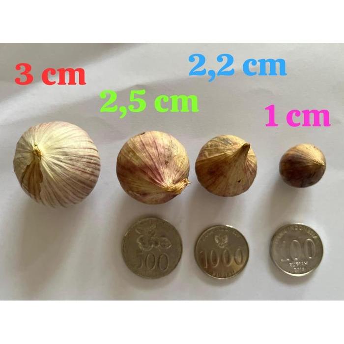Bawang Putih Tunggal/Bawang Lanang Tunggal Import Jumbo 1Kg Pasti Ori