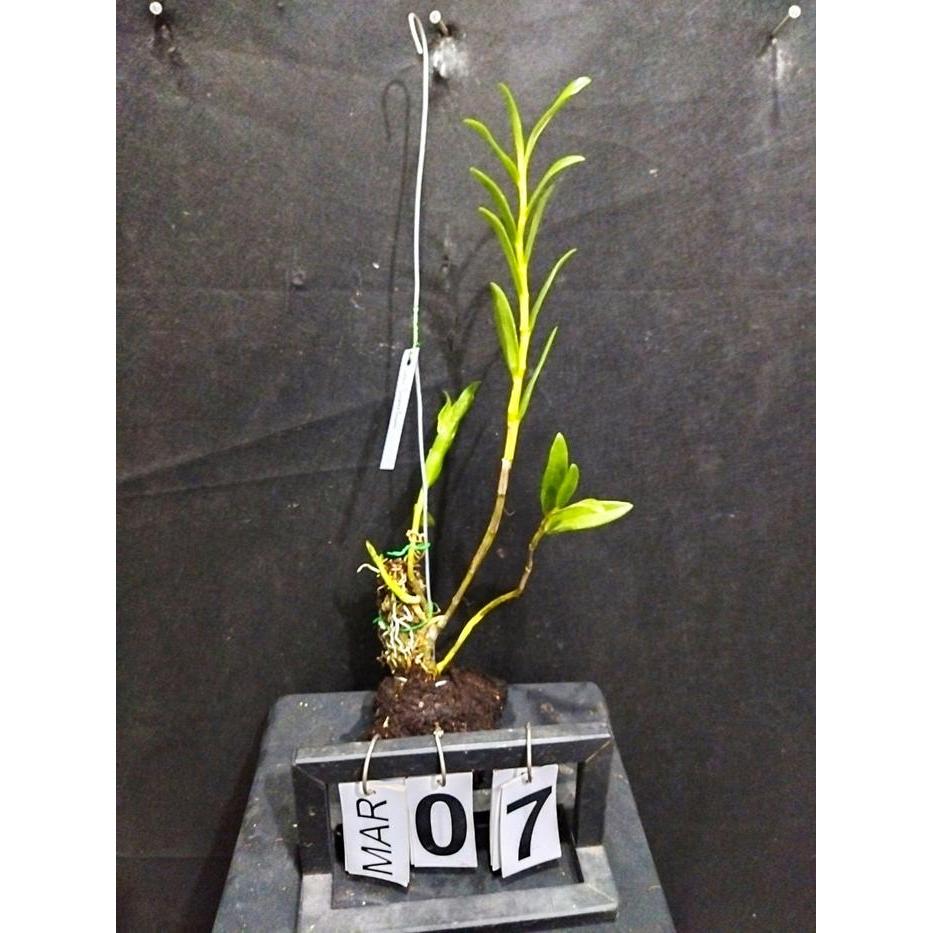 [ DEWASA ] Dendrobium leporinum