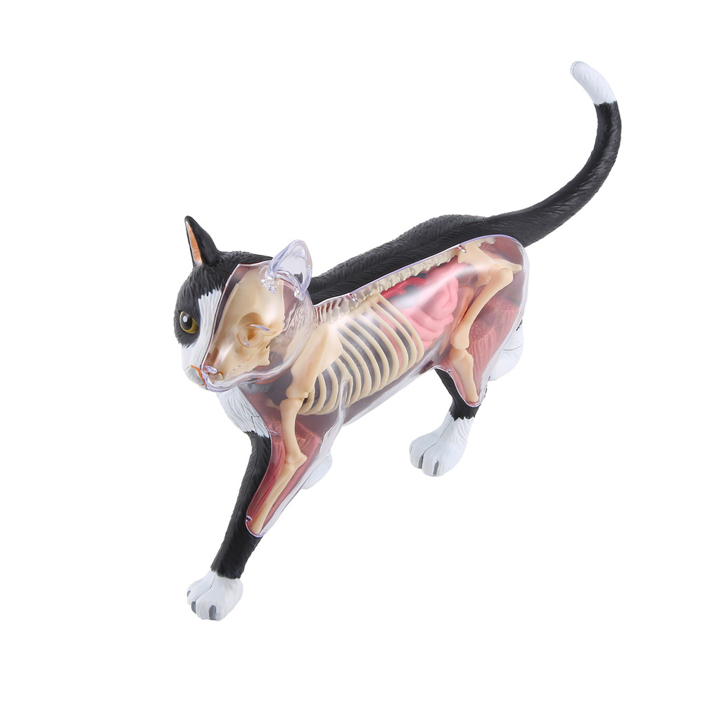 SALE A51I Animal Organ Anatomy Model 4D Cat Intelligence Assembling Toy Teaching Anatomy Model DIY A