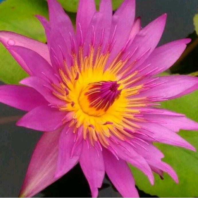 Tanaman hias yg hidup di air. tanaman teratai hidup di air