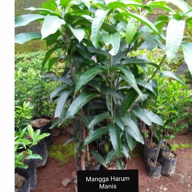 Pohon Mangga harum manis tanaman mangga harum manis