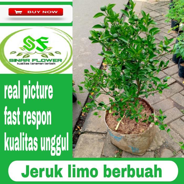 pohon jeruk limo berbuah/jeruk limo sudah rimbung-berbunga dan berbuah