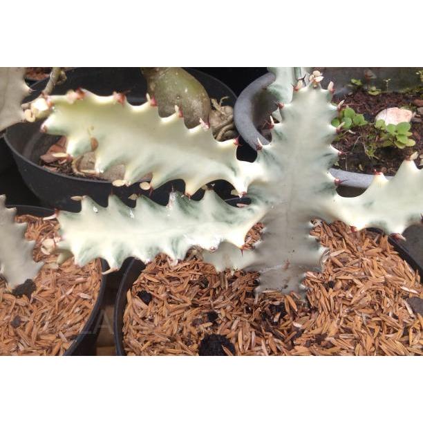 Kaktus euphorbia lactea/kaktus white ghost
