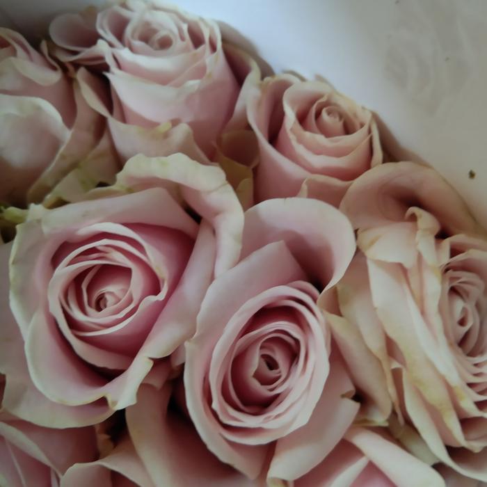 bunga mawar asli fresh 10 tangkai / bunga mawar asli murah