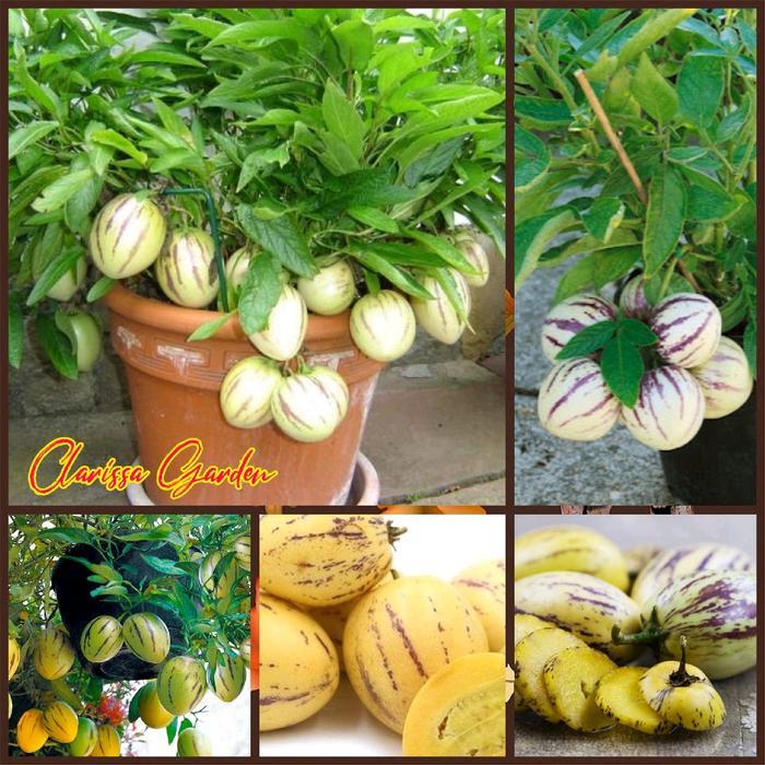 "New" 20 BUTIR BENIH MELON PEPINO KUNING MELON MINI