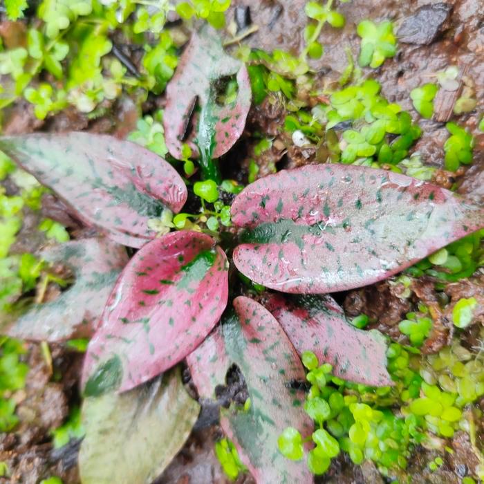 BIGSALE CRYPTOCORYNE SILVERQUEEN PINK