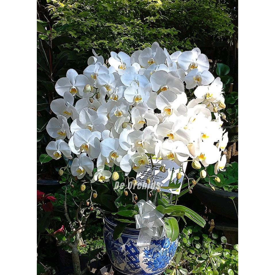Anggrek bulan Dewasa rangkaian 10 Pohon Warna Putih Pot Keramik