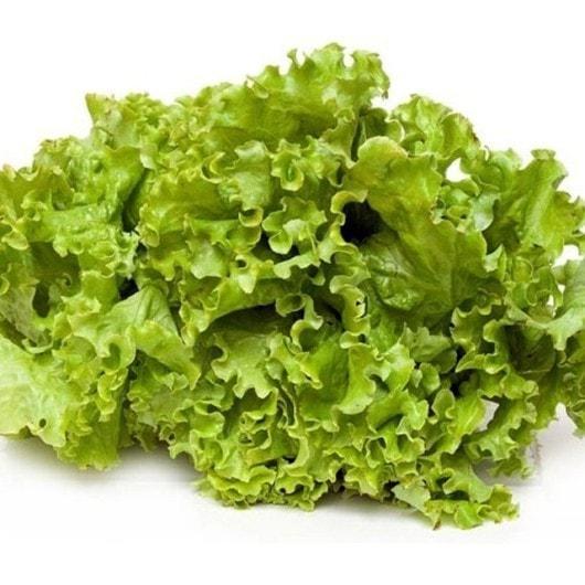 Benih Biji Selada Keriting