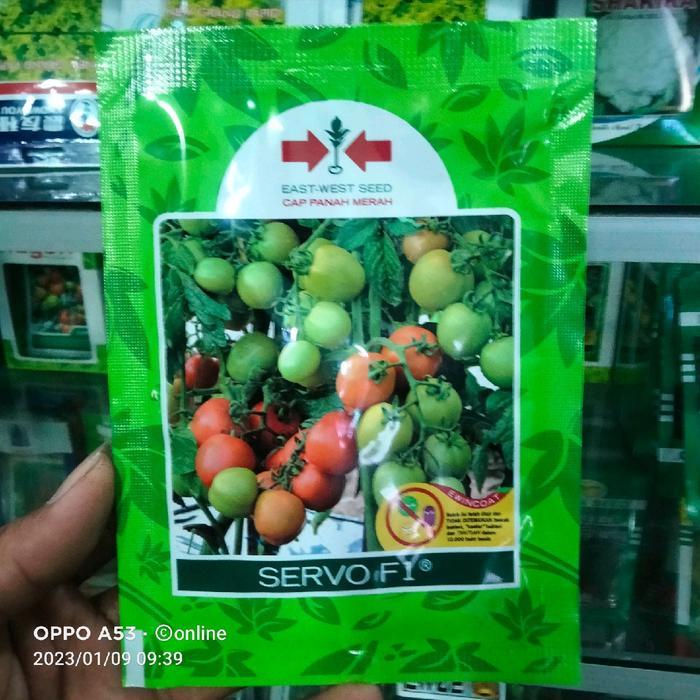 benih tomat servo f1 original isi 1750 butir
