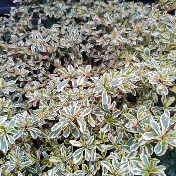 tanaman ketapang kencana varigata tinggi 2 meter