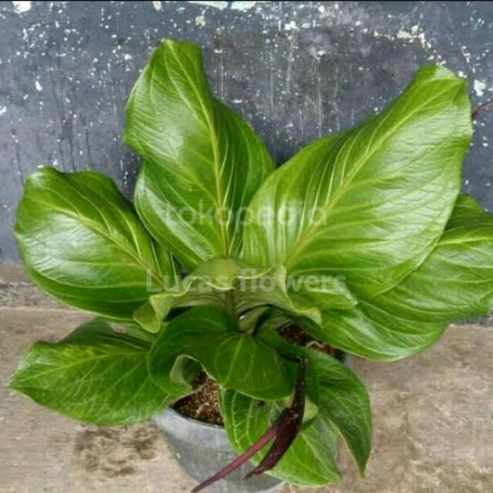 tanaman hias anthurium jemani big size - jemani katalok jumbo - katalog jumbo