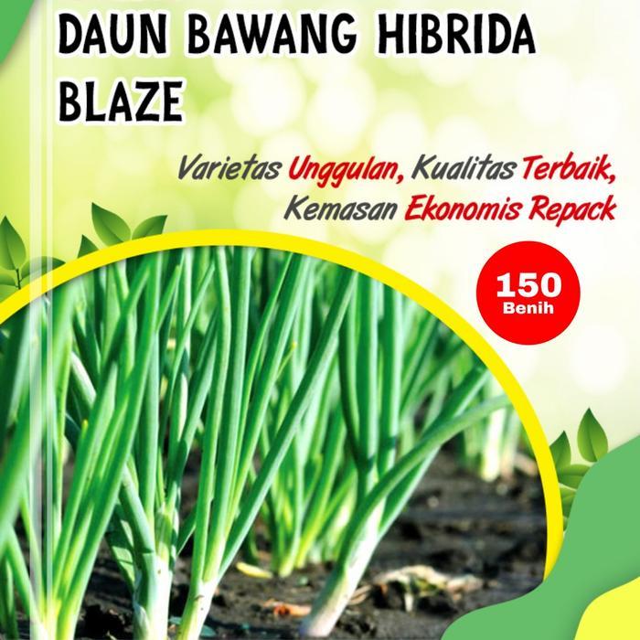BENIH DAUN BAWANG HIBRIDA BLAZE PANAH MERAH