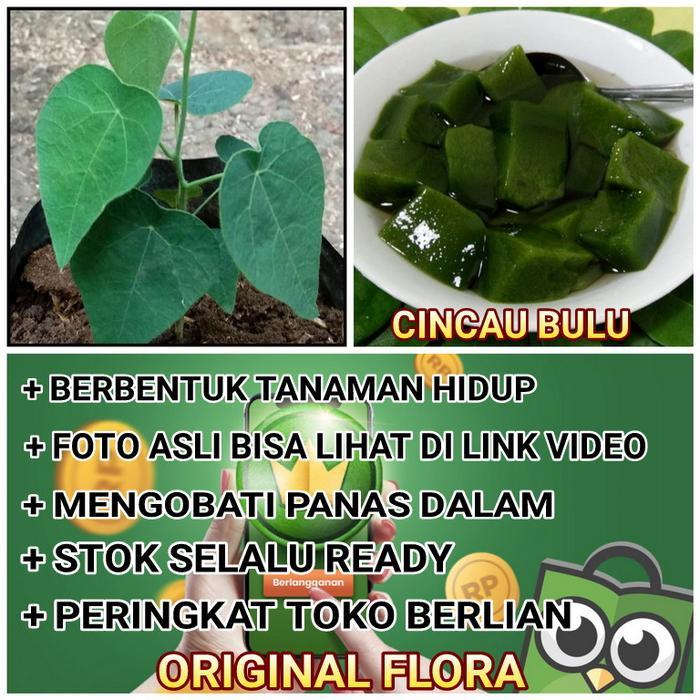 "New" Bibit Daun Cincau Bulu Cincau Rambat Cincau Hijau Bibit Cincau