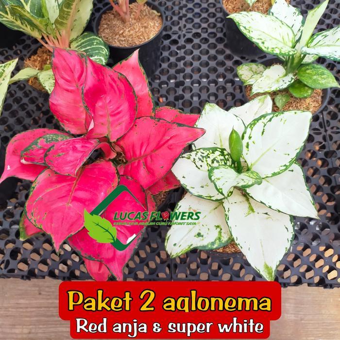 DISKON aglonema paket import READY STOCK