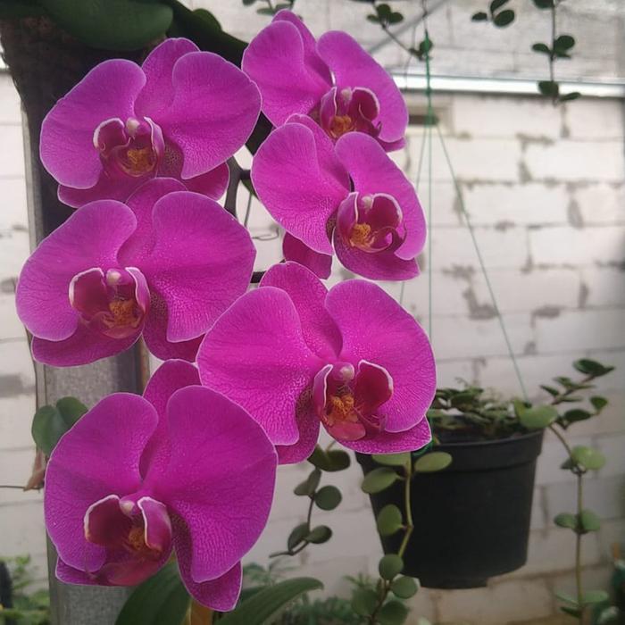 pohon anggrek bulan berbunga 4 pohon