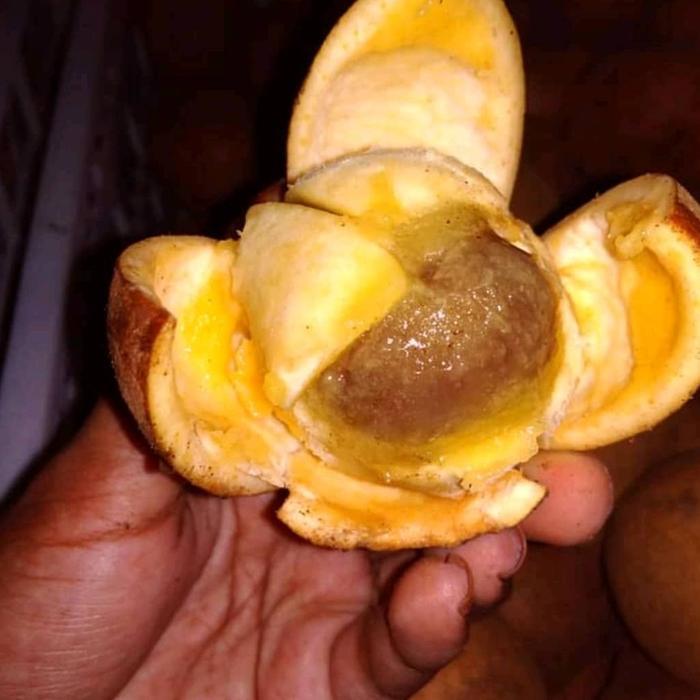 Bibit Pohon buah Kepel langka cepat berbuah