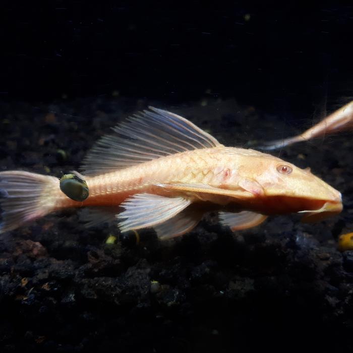 Ikan Hias Aquascape " Sapu Sapu Albino " Size XXL