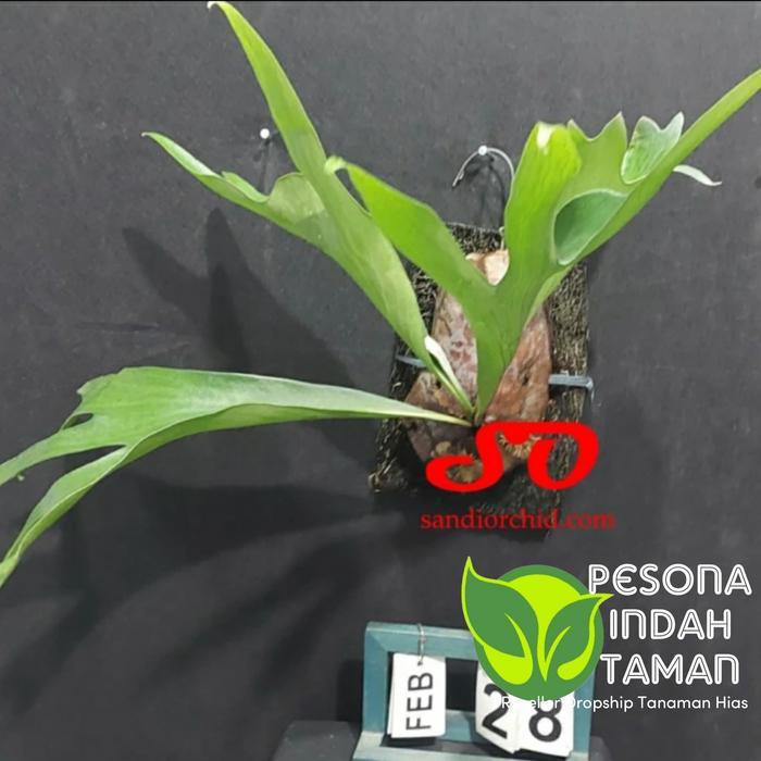 TANAMAN HIAS PLATYCERIUM HILLII PAPUANUM - TANAMAN PLATYCERIUM HILLI