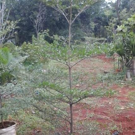 KETAPANG KENCANA 2 METER/TANAMAN PENEDUH