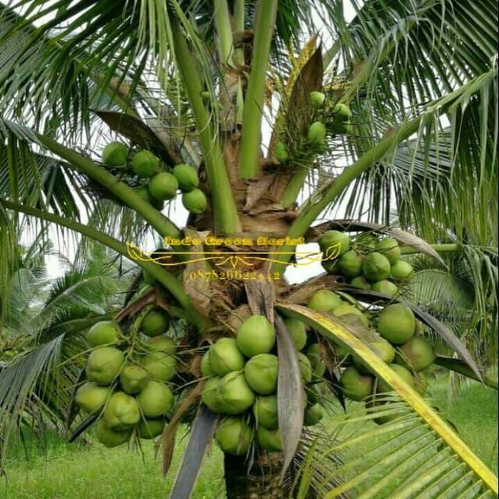 Zico Stored 3 Paket Bibit Kelapa Pandan Wangi Entog Wulung Genjah Super