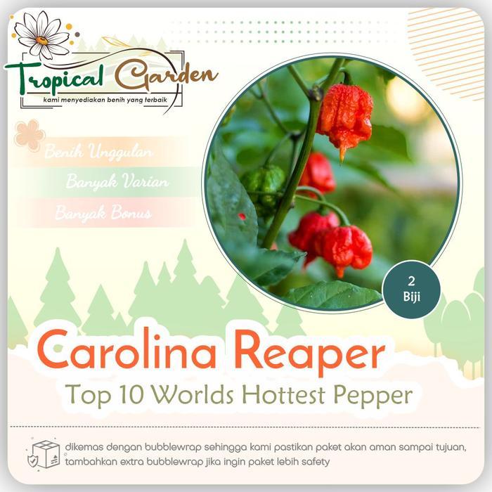 Benih Cabai Carolina Reaper Biji Cabai Terpedas COD