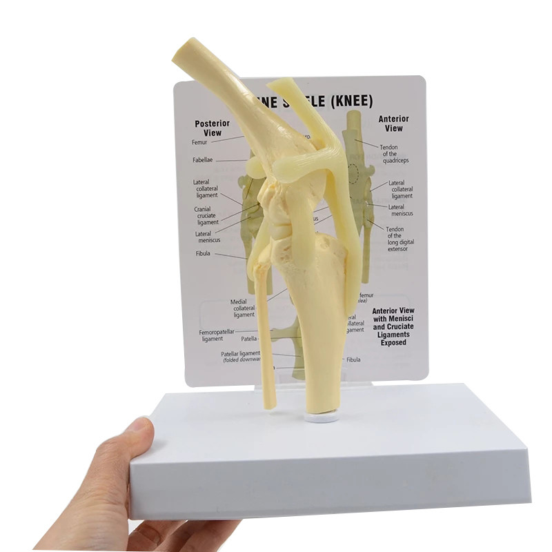 Olivcell Life Size Canine Knee Model Dog Joint Anatomical Model With Key Card Manual Animal Skeleton