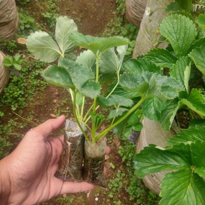 "New" Bibit Strawberry JUMBO Sagahonoka