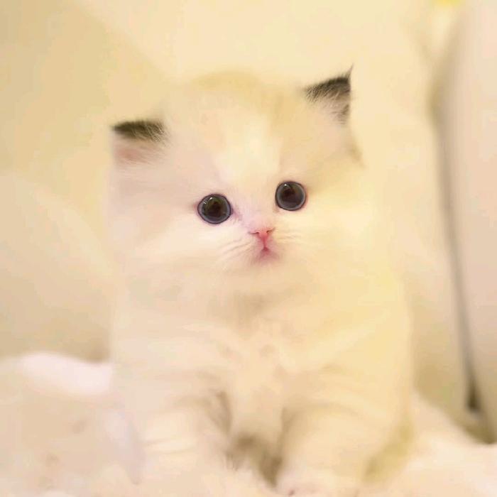 8787FGHF Kucing Ragdoll Jantan dan Betina BN6588