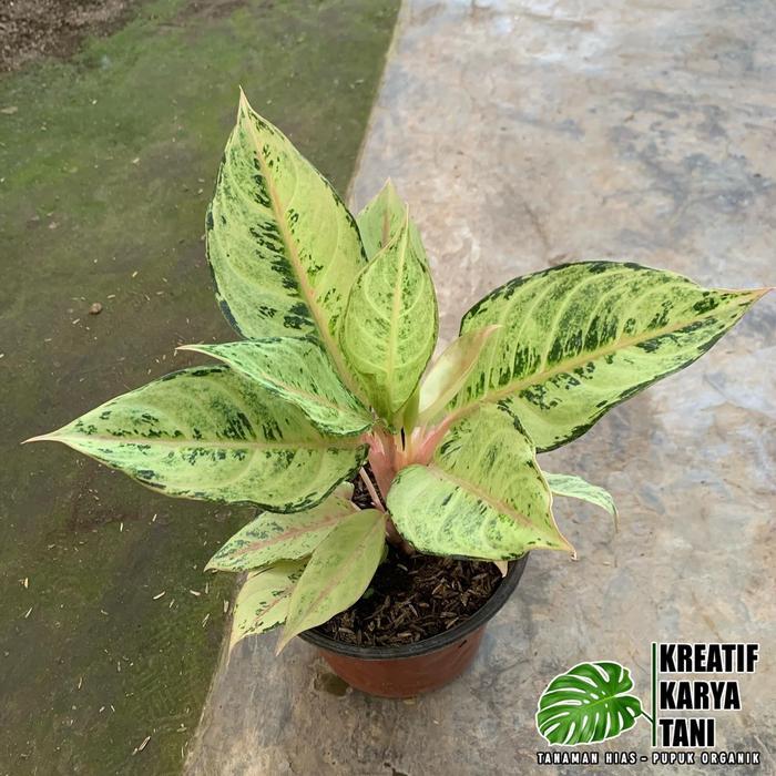 Tanaman hias aglonema frozen - Aglonema frozen Gratis Ongkir