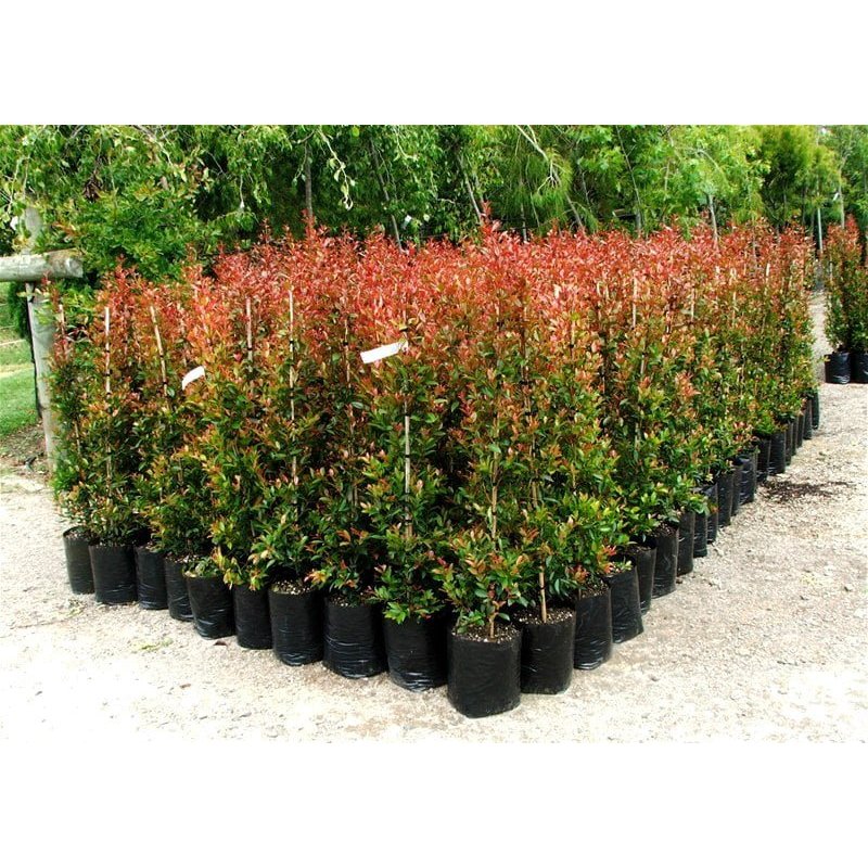 Pohon Pucuk Merah 80 cm UP - Tanaman Pagar Alami - Bibit Pucuk Merah Besar Rimbun Murah - Tanaman Ou