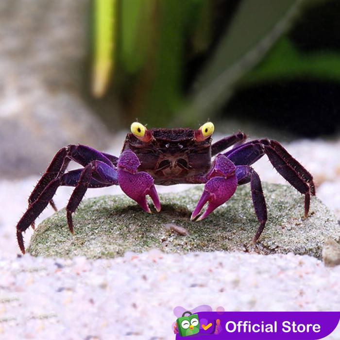 Kepiting Aquascape / Vampire Crab
