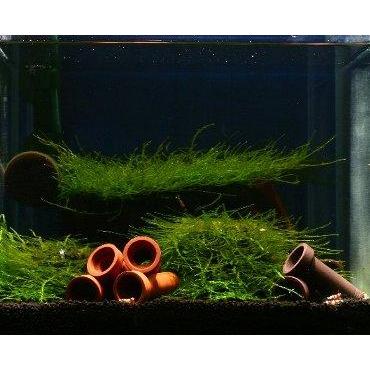 Minitem Shrimp Shelter M Type Dark Brown