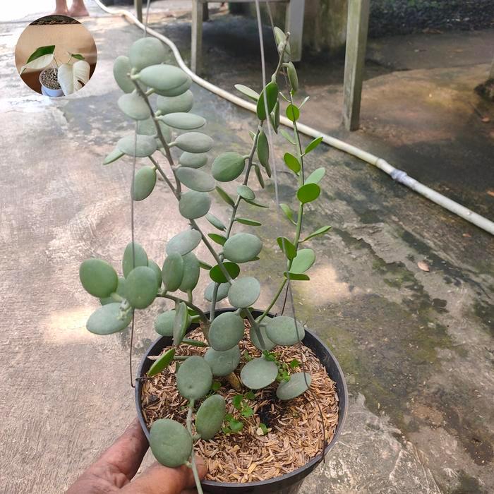 ASLI taan s dolar /koin+pot READY STOCK