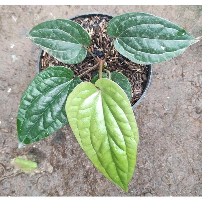 TERLARIS anthurium sirih / anturium radicans X - Bibit Taan Anthurium Sirih / Antum Sirih /