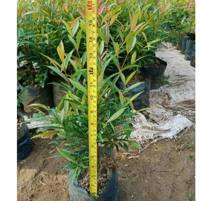 Pohon Pucuk Merah 50 cm UP - Tanaman Pagar Alami - Bibit Pucuk Merah Besar Rimbun Murah - Tanaman Ou