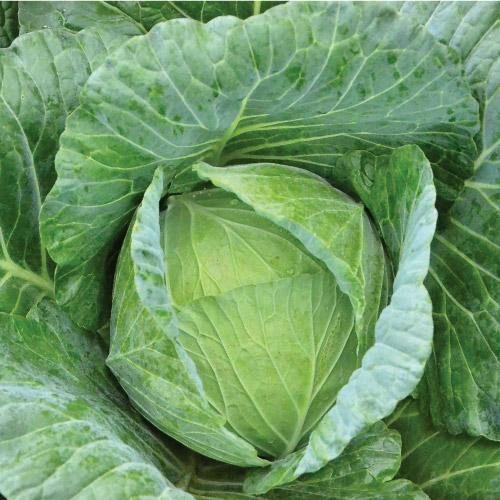 benih kol kubis hibrida GREEN NOVA 20 ML kubis dari TAKII seed kubis green nova