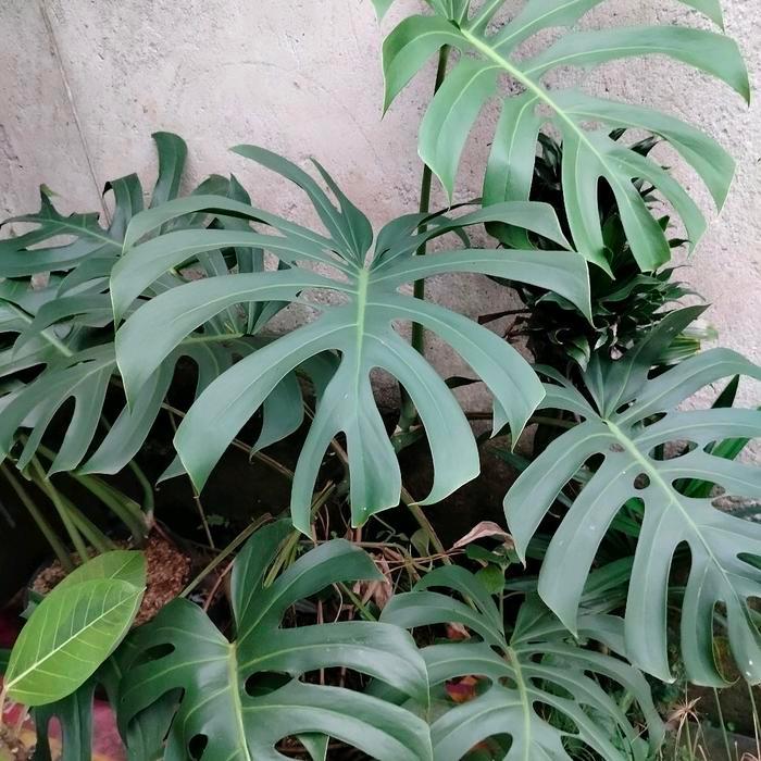 Tanaman Hias Indoor Outdoor Monstera King Daun Besar Terlaris