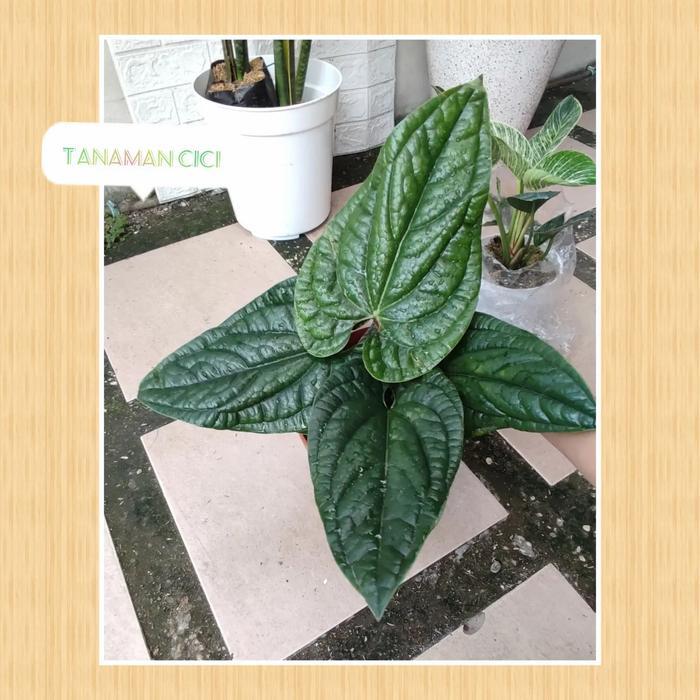 Anthurium sirih radicans besar rimbun