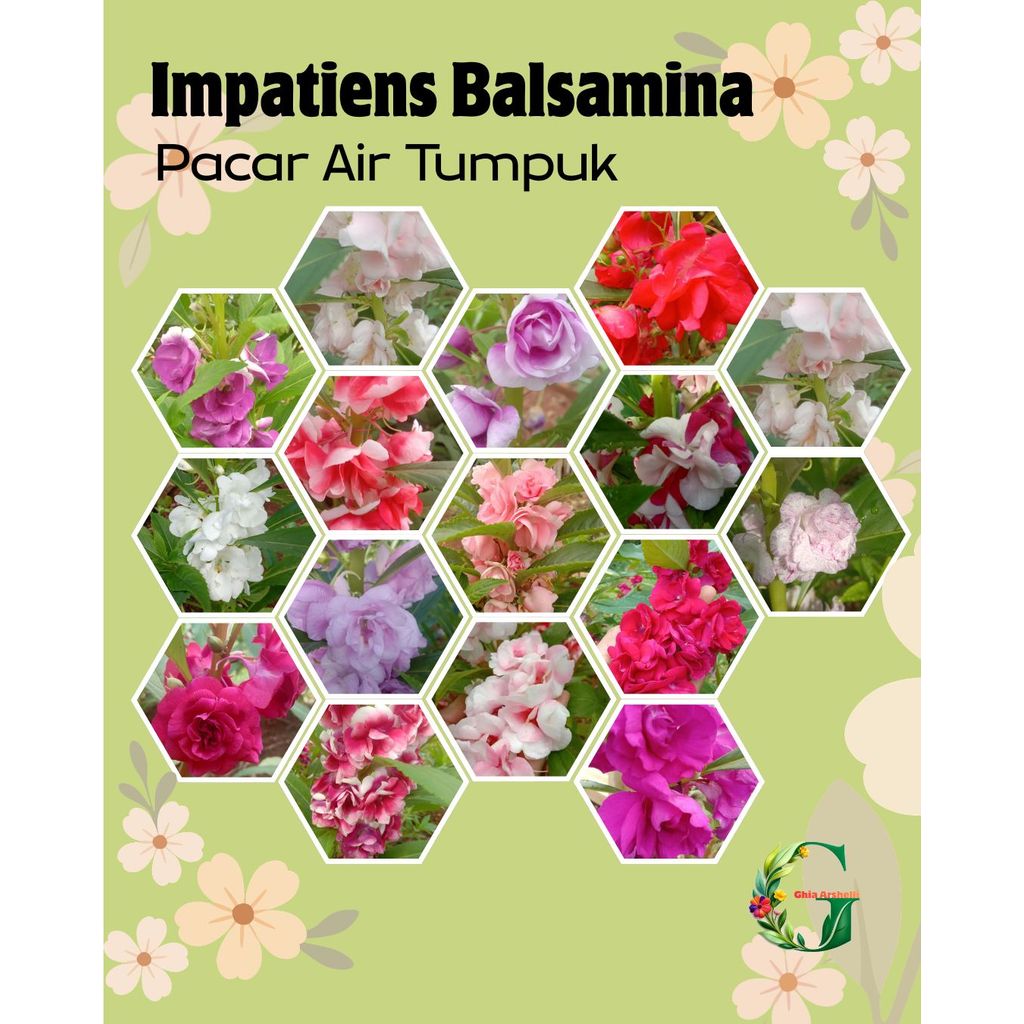 25 Butir Aneka Benih Benih Bunga Pacar Air Tumpuk Impatiens Balsamina Gradasi Merah Putih