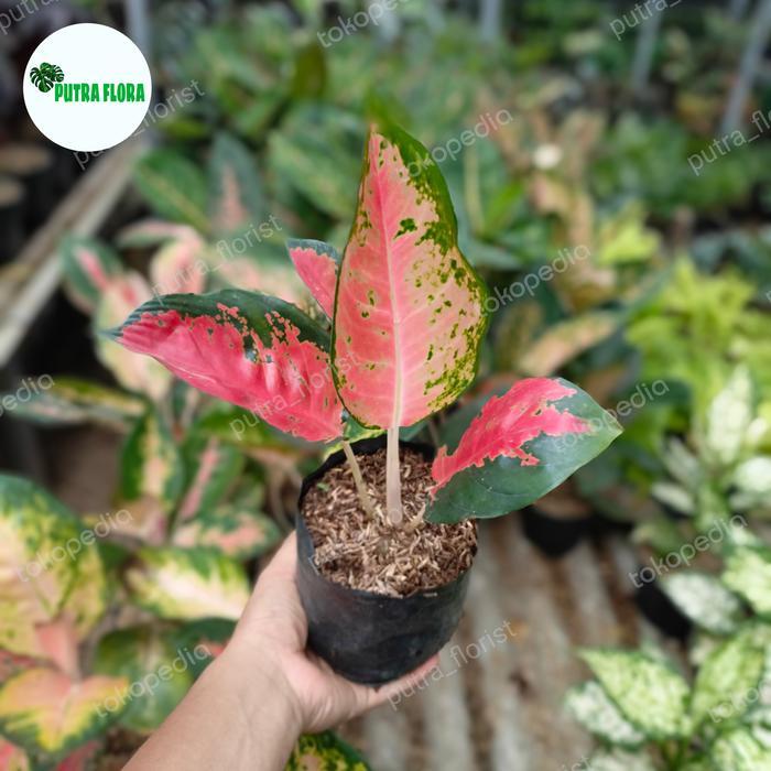 Sale Tanaman Hias Aglonema Kocin Pohon Aglonema Kocin Aglonema Red Kocin