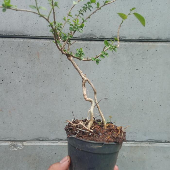 ORIGINAL bonsai m sancang READY STOCK