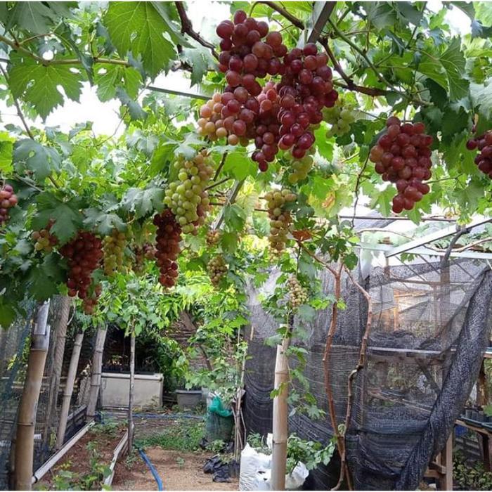 HARGA PROMO Cutting Batang Anggur Import Jenis Ninel Transfiguration, TAMBULAPOT