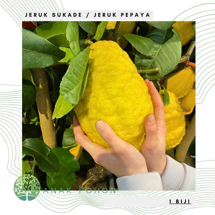 Growterra Farm BUAH JERUK SUKADE / JERUK PEPAYA CITRUS (CITRUS MEDICA) FRUIT SEEDS - IMPORT