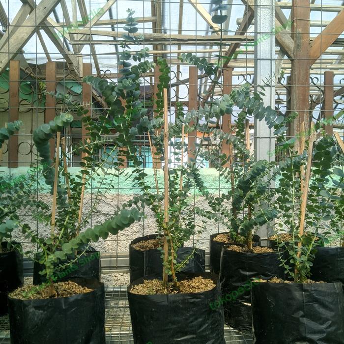 TANAMAN HIAS DAUN SILVER DOLLAR EUCALYPTUS PULVERULENTA